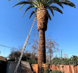 Tree Service Pomona,CA